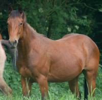 zum Vergr��ern oder auch f�r weitere Bilder anklicken